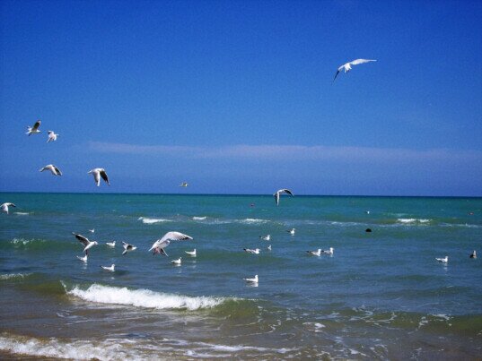 Spiaggia con gabbiani 